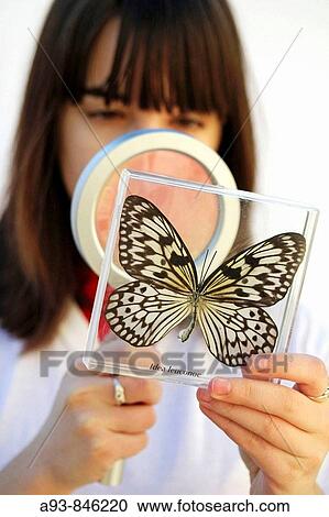 Watching a butterfly (Idea leuconoe) View Large Photo Image Stock Image - Watching a butterfly (Idea leuconoe). Fotosearch