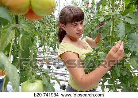 Picture - Watching the underside of plant leaves, biological control of whitefly, soiless culture of tomatoes on cocoa fiber growing medium suported by heating, greenhouses, Neiker-Tecnalia, Derio, Biscay, Basque Country, Spain. Fotosearch