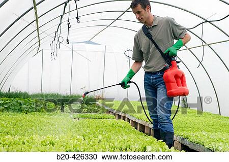 Water and fertilizer with sprayer in greenhouse. Lettuces. Garden Center. View Large Photo Image Stock Image - Water and fertilizer with sprayer in greenhouse. Lettuces. Garden Center.. Fotosearch