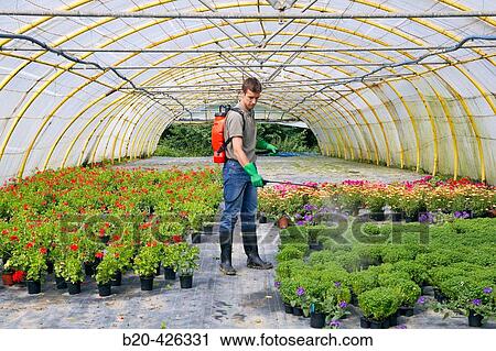 Stock Image - Water and fertilizer with sprayer in greenhouse. Flores Centro de Jardineria, Garden Center.. Fotosearch