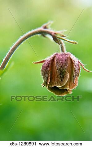 Water Avens - Geum rivale - View Large Photo Image Stock Image - Water Avens - Geum rivale -. Fotosearch