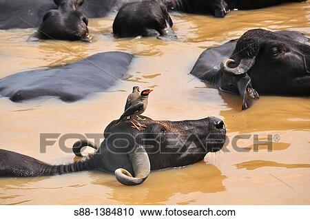 Water Baffalow in the Ganges river, View Large Photo Image Stock Image - Water Baffalow in the Ganges river,. Fotosearch