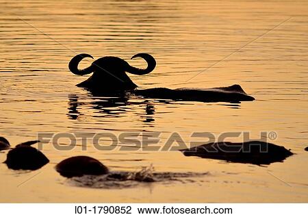 Water buffalo Bubalus bubalis in Yala National Park Sri Lanka View Large Photo Image Stock Image - Water buffalo Bubalus bubalis in Yala National Park Sri Lanka. Fotosearch