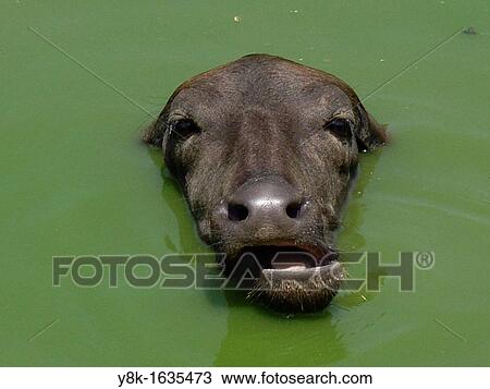 Water buffalo closeup bathing in green water in Anjuna, Goa, India View Large Photo Image Stock Image - Water buffalo closeup bathing in green water in Anjuna, Goa, India. Fotosearch