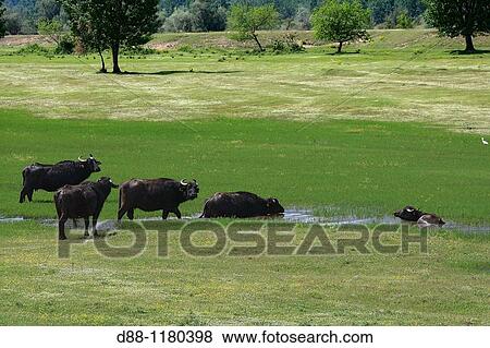 Water buffalo or domestic Asian water buffalo Bubalus bubalis. View Large Photo Image Stock Photo - Water buffalo or domestic Asian water buffalo Bubalus bubalis.. Fotosearch