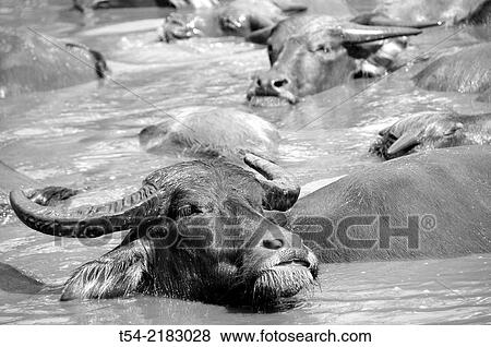 Water buffaloes enjoy refreshing bath View Large Photo Image Stock Photo - Water buffaloes enjoy refreshing bath. Fotosearch