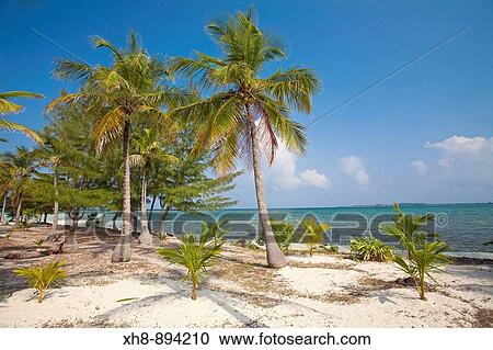 Stock Image - Water Caye, Bay Islands, Honduras. Fotosearch
