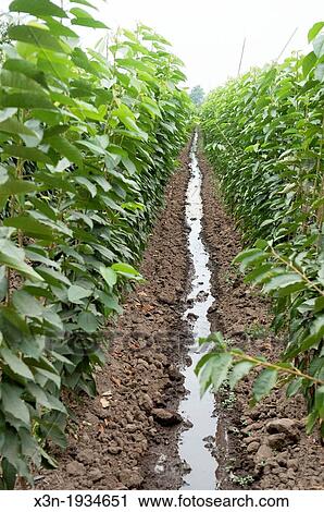 Water coming down row of crops on a fruit farm in Chile, South America View Large Photo Image Stock Image - Water coming down row of crops on a fruit farm in Chile, South America. Fotosearch