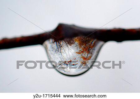 Picture - Water drop on a branch with reflected forest inside. Fotosearch
