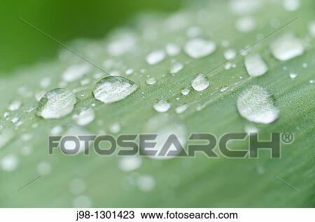 Water droplets dew on tulip leaf, spring Bavaria, Germany, Europe View Large Photo Image Stock Image - Water droplets dew on tulip leaf, spring Bavaria, Germany, Europe. Fotosearch