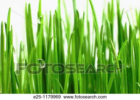 Water droplets on fresh green grass View Large Photo Image Stock Photo - Water droplets on fresh green grass. Fotosearch