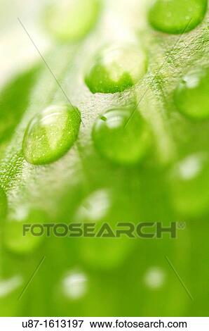 Stock Photo - Water Drops on a Green Leaf. Fotosearch