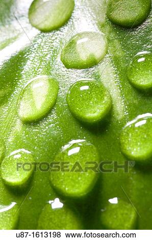 Water Drops on a Green Leaf View Large Photo Image Stock Photo - Water Drops on a Green Leaf. Fotosearch