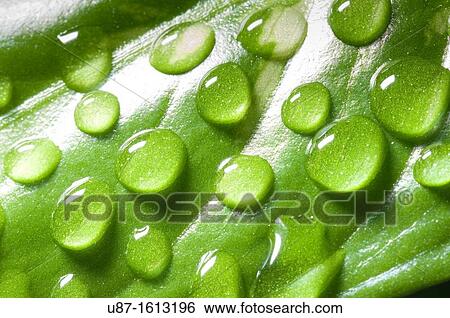 Water Drops on a Green Leaf View Large Photo Image Stock Photograph - Water Drops on a Green Leaf. Fotosearch