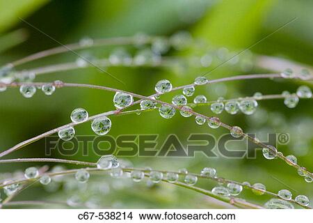 Water Drops On Grass View Large Photo Image Picture - Water Drops On Grass. Fotosearch