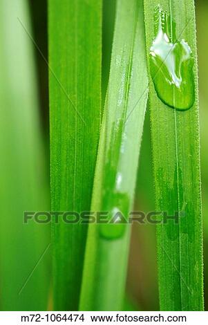 Water drops View Large Photo Image Picture - Water drops. Fotosearch