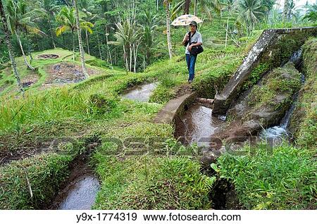 Stock Photo - Water irrigation in the Subaks of Tampak Siring. Fotosearch