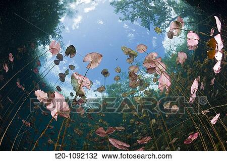 Water Lilies in Car Wash Cenote Aktun Ha, Tulum, Yucatan Peninsula, Mexico View Large Photo Image Stock Image - Water Lilies in Car Wash Cenote Aktun Ha, Tulum, Yucatan Peninsula, Mexico. Fotosearch