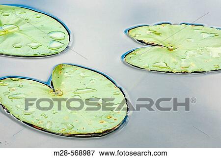 Water Lilies in lake of North Cascades. Washington. USA. View Large Photo Image Stock Photo - Water Lilies in lake of North Cascades. Washington. USA.. Fotosearch