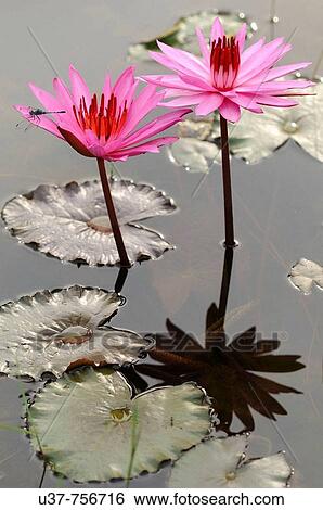 Stock Photograph - Water lilies. Fotosearch