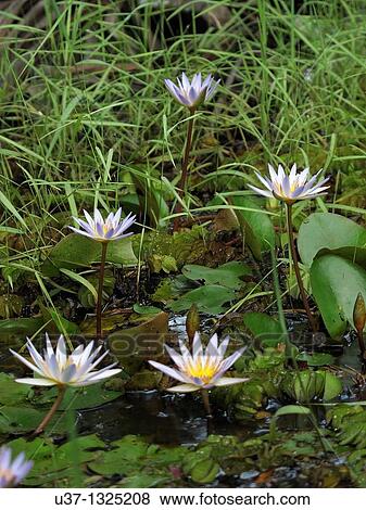 Stock Photo - Water lilies taken at Stutong Forest Reserve Parks, Kuching, Sarawak, Malaysia.. Fotosearch