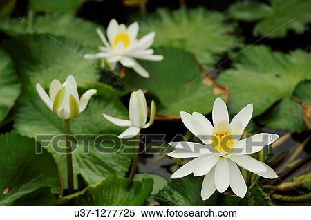 Water lillies taken at Orchid Garden, Kuching, Sarawak, Malaysia View Large Photo Image Stock Photography - Water lillies taken at Orchid Garden, Kuching, Sarawak, Malaysia. Fotosearch