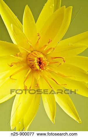 Water Lily (fam. Nymphaeaceae) View Large Photo Image Stock Photo - Water Lily (fam. Nymphaeaceae). Fotosearch