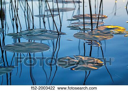 Water lily, Okavango Delta, Botswana, Africa. View Large Photo Image Stock Image - Water lily, Okavango Delta, Botswana, Africa.. Fotosearch