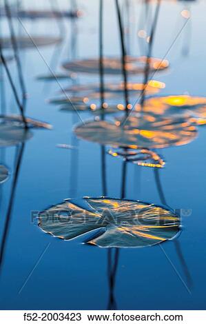 Water lily, Okavango Delta, Botswana, Africa. View Large Photo Image Stock Image - Water lily, Okavango Delta, Botswana, Africa.. Fotosearch