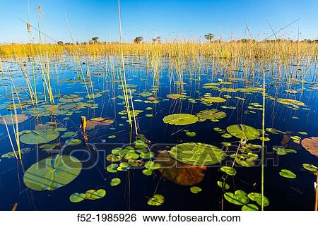 Stock Photograph - Water lily, Okavango Delta, Botswana, Africa.. Fotosearch