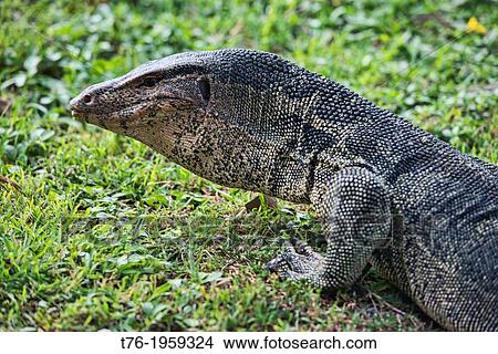 Picture - Water monitor lizard (Varanus salvator) up close in Suan Rot Fai Park in Bangkok, Thailand.. Fotosearch