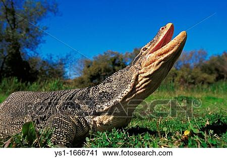 Water Monitor Lizard, varanus salvator, Adult standing on Grass, with Opened Mouth View Large Photo Image Stock Image - Water Monitor Lizard, varanus salvator, Adult standing on Grass, with Opened Mouth. Fotosearch