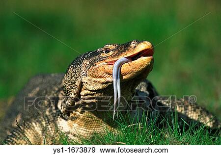 Water Monitor Lizard, varanus salvator, Adult standing on Grass with Tongue out View Large Photo Image Stock Photo - Water Monitor Lizard, varanus salvator, Adult standing on Grass with Tongue out. Fotosearch