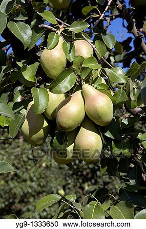 Water Pears on a tree LLeida Spain View Large Photo Image Stock Image - Water Pears on a tree LLeida Spain. Fotosearch