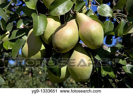 Water Pears on a tree LLeida Spain View Large Photo Image Stock Image - Water Pears on a tree LLeida Spain. Fotosearch