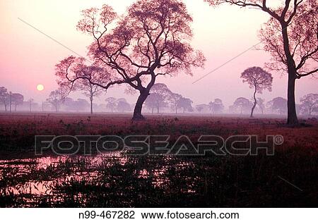 Water pond in dry pasture trees. Sunrise. Pantanal near Pocone. Mato Grosso. Brazil. View Large Photo Image Stock Image - Water pond in dry pasture trees. Sunrise. Pantanal near Pocone. Mato Grosso. Brazil.. Fotosearch
