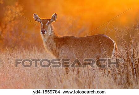 Waterbuck Kobus ellipsiprymnus, at sunset, Kruger National Park, South Africa View Large Photo Image Picture - Waterbuck Kobus ellipsiprymnus, at sunset, Kruger National Park, South Africa. Fotosearch