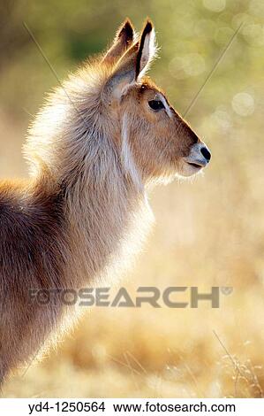 Waterbuck Kobus ellipsiprymnus, Kruger National Park, South Africa View Large Photo Image Picture - Waterbuck Kobus ellipsiprymnus, Kruger National Park, South Africa. Fotosearch