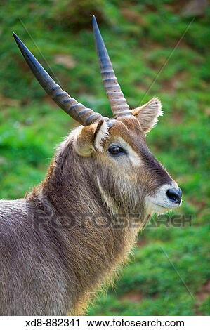 Stock Image - Waterbuck (Kobus ellipsiprymnus) male. Fotosearch