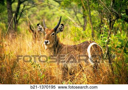 Waterbuck (Kobus ellipsiprymnus), Kruger National Park, South Africa View Large Photo Image Stock Photography - Waterbuck (Kobus ellipsiprymnus), Kruger National Park, South Africa. Fotosearch