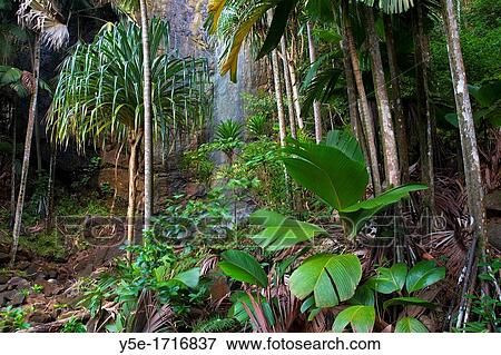 Waterfall and Coco de Mer Palms inside the Unesco World Heritage Valle de Mei National Park - Praslin Island - Seychelles View Large Photo Image Stock Photo - Waterfall and Coco de Mer Palms inside the Unesco World Heritage Valle de Mei National Park - Praslin Island - Seychelles. Fotosearch