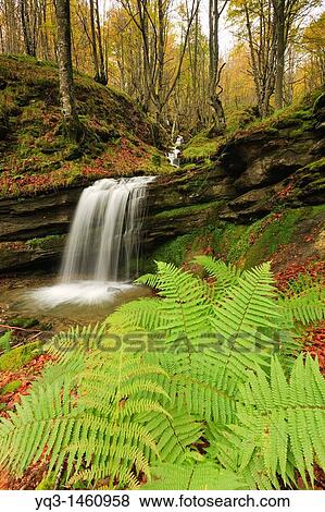 Waterfall in beech forest, Puerto de La S? a, Cantabria, Spain View Large Photo Image Stock Photo - Waterfall in beech forest, Puerto de La S? a, Cantabria, Spain. Fotosearch