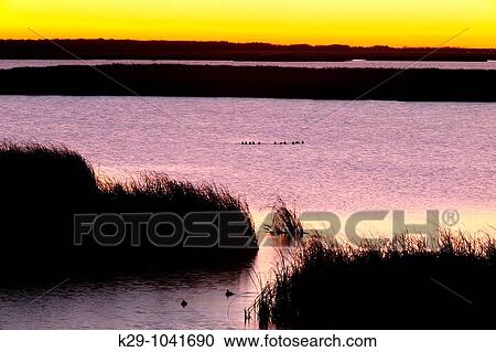 Waterfowl in Oak Hammock Marshes at dawn View Large Photo Image Stock Image - Waterfowl in Oak Hammock Marshes at dawn. Fotosearch