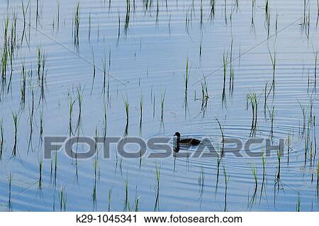 Waterfowl in shallow kettle lake View Large Photo Image Stock Image - Waterfowl in shallow kettle lake. Fotosearch