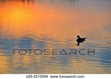 Waterfowl loafing on Lake Bailey at dawn, Petit Jean State Park, Arkansas, USA. View Large Photo Image Picture - Waterfowl loafing on Lake Bailey at dawn, Petit Jean State Park, Arkansas, USA.. Fotosearch