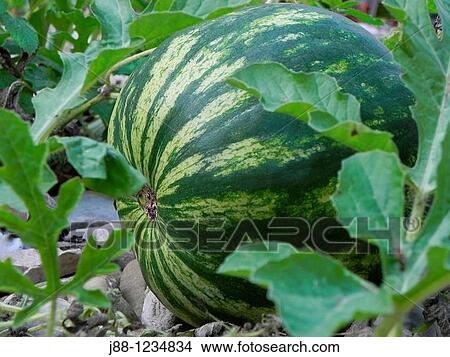 Picture - Watermelon on the vine. Fotosearch