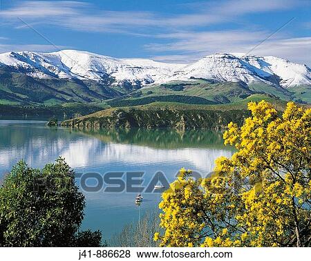Wattle in bloom with snow on Banks Peninsula reflected in Lyttelton Harbour New Zealand View Large Photo Image Stock Photo - Wattle in bloom with snow on Banks Peninsula reflected in Lyttelton Harbour New Zealand. Fotosearch