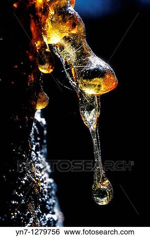 Wattle sap dribble View Large Photo Image Stock Photograph - Wattle sap dribble. Fotosearch