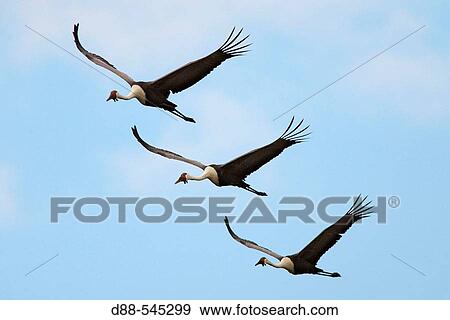 Stock Photo - Wattled Crane (Grus Carunculatus).. Fotosearch
