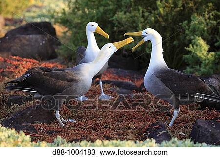 Waved Albatros (Diomedea irrorata) courtship, Espaola, Galapagos Islands, Ecuador View Large Photo Image Stock Image - Waved Albatros (Diomedea irrorata) courtship, Espaola, Galapagos Islands, Ecuador. Fotosearch
